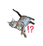 吾輩は猫にゃん。（個別スタンプ：14）