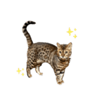 吾輩は猫にゃん。（個別スタンプ：15）