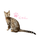 吾輩は猫にゃん。（個別スタンプ：16）