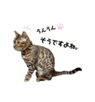 吾輩は猫にゃん。（個別スタンプ：17）