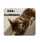 吾輩は猫にゃん。（個別スタンプ：20）