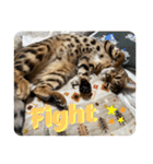 吾輩は猫にゃん。（個別スタンプ：21）