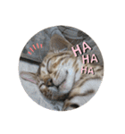 吾輩は猫にゃん。（個別スタンプ：22）