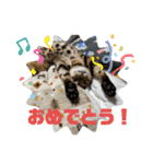 吾輩は猫にゃん。（個別スタンプ：23）