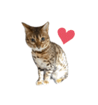 吾輩は猫にゃん。（個別スタンプ：25）