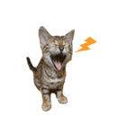 吾輩は猫にゃん。（個別スタンプ：26）