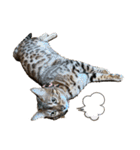 吾輩は猫にゃん。（個別スタンプ：27）