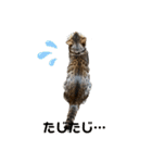 吾輩は猫にゃん。（個別スタンプ：28）