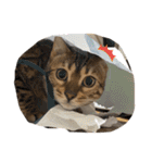 吾輩は猫にゃん。（個別スタンプ：29）