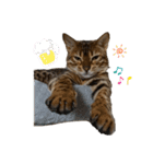 吾輩は猫にゃん。（個別スタンプ：30）
