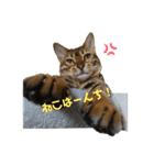 吾輩は猫にゃん。（個別スタンプ：31）
