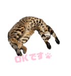 吾輩は猫にゃん。（個別スタンプ：35）