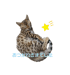 吾輩は猫にゃん。（個別スタンプ：36）
