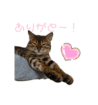 吾輩は猫にゃん。（個別スタンプ：39）