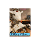 ウチナー島くぅとぅば（個別スタンプ：2）