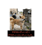 ウチナー島くぅとぅば（個別スタンプ：6）