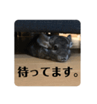 とろろの使えるスタンプ【敬語】（個別スタンプ：5）