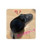 とろろの使えるスタンプ【敬語】（個別スタンプ：6）