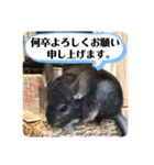 とろろの使えるスタンプ【敬語】（個別スタンプ：17）
