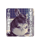 とろろの使えるスタンプ【敬語】（個別スタンプ：19）