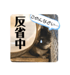 とろろの使えるスタンプ【敬語】（個別スタンプ：22）