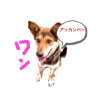 イヌの気持ちスタンプ！（個別スタンプ：1）