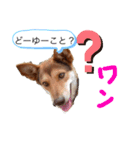 イヌの気持ちスタンプ！（個別スタンプ：2）