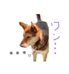 イヌの気持ちスタンプ！（個別スタンプ：3）