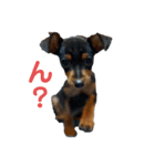 あいけんれっくす（個別スタンプ：1）