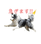 毎日ボンド（個別スタンプ：3）