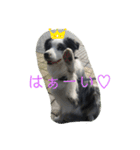 毎日ボンド（個別スタンプ：4）