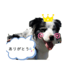 毎日ボンド（個別スタンプ：5）