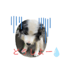 毎日ボンド（個別スタンプ：9）
