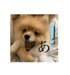 ぽたちゃんまん（個別スタンプ：1）