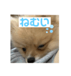 ぽたちゃんまん（個別スタンプ：5）