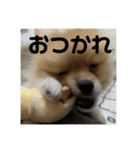 ぽたちゃんまん（個別スタンプ：14）