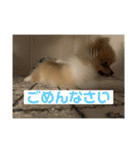 ぽたちゃんまん（個別スタンプ：17）