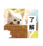 チワワのバニラとライチ2（個別スタンプ：1）