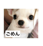 チワワのバニラとライチ2（個別スタンプ：2）