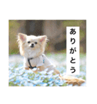 チワワのバニラとライチ2（個別スタンプ：3）