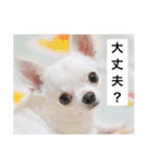 チワワのバニラとライチ2（個別スタンプ：6）