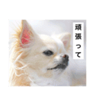 チワワのバニラとライチ2（個別スタンプ：7）