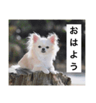 チワワのバニラとライチ2（個別スタンプ：9）