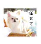 チワワのバニラとライチ2（個別スタンプ：11）