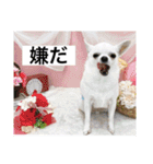 チワワのバニラとライチ2（個別スタンプ：12）