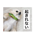 チワワのバニラとライチ2（個別スタンプ：13）