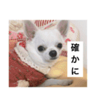チワワのバニラとライチ2（個別スタンプ：14）