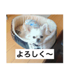 チワワのバニラとライチ2（個別スタンプ：15）