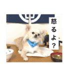 チワワのバニラとライチ2（個別スタンプ：17）