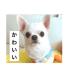 チワワのバニラとライチ2（個別スタンプ：18）